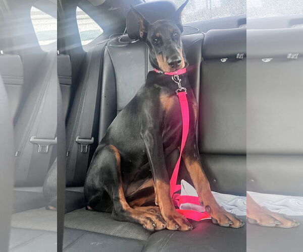 Medium Photo #1 Doberman Pinscher Puppy For Sale in Miami, FL, USA