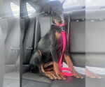 Small Doberman Pinscher