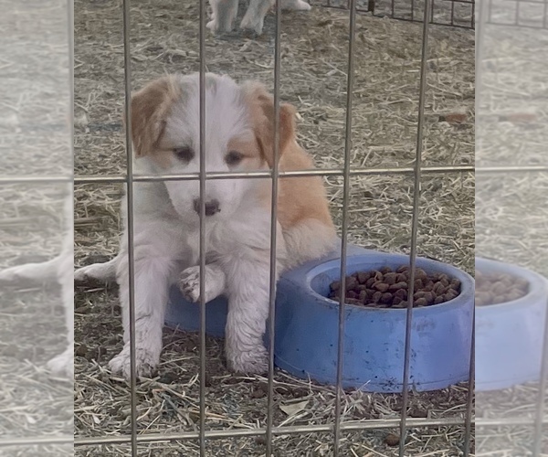 Medium Photo #3 Border Collie Puppy For Sale in WINCHESTER, CA, USA