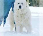 Small Photo #10 Great Pyrenees Puppy For Sale in TOWNSEND, MA, USA