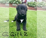 Puppy Girl 2 Purple German Shepherd Dog