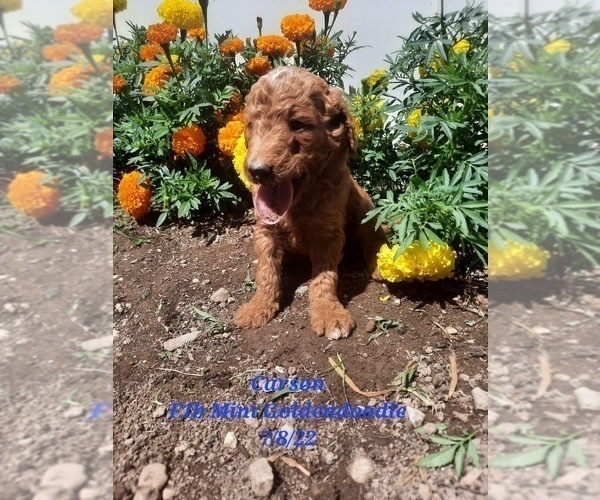 Medium Photo #1 Goldendoodle Puppy For Sale in SHIPSHEWANA, IN, USA