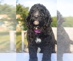 Small Photo #12 Bernedoodle Puppy For Sale in OMAHA, NE, USA