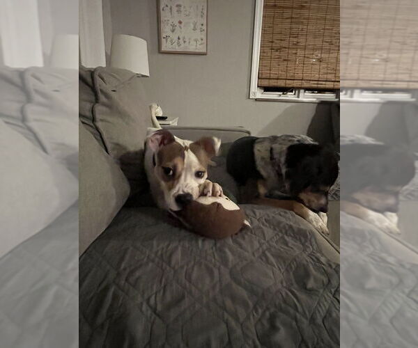 Medium Photo #2 Mutt Puppy For Sale in Springdale, PA, USA