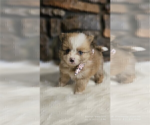 Medium Photo #3 Pomeranian Puppy For Sale in CORAL GABLES, FL, USA