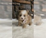 Small #2 Pomeranian