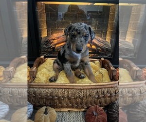 Doberman Pinscher Puppy for sale in BLAND, MO, USA
