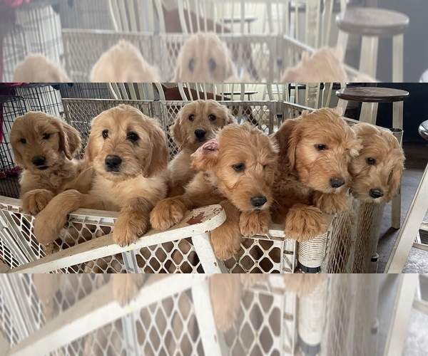 Medium Photo #1 Goldendoodle Puppy For Sale in ONA, WV, USA