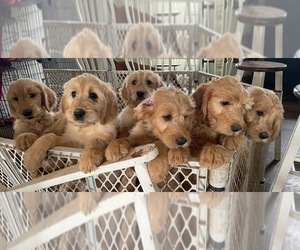 Goldendoodle Puppy for sale in ONA, WV, USA
