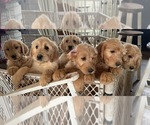 Small Photo #1 Goldendoodle Puppy For Sale in ONA, WV, USA