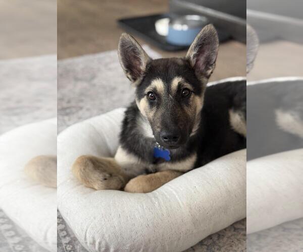 Medium Photo #1 Mutt Puppy For Sale in Andover, MN, USA