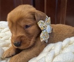 Small #6 Golden Retriever