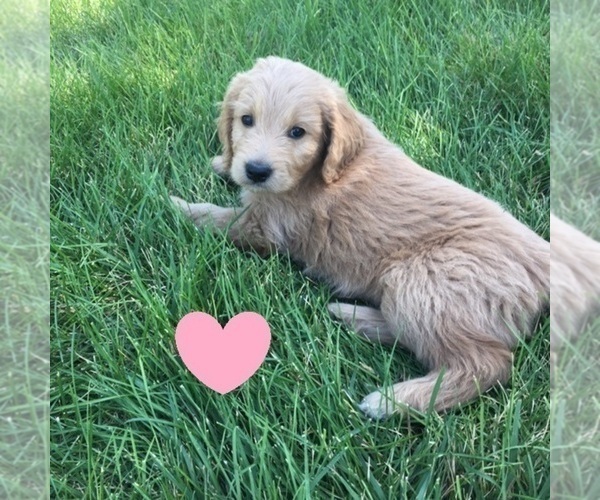 Medium Photo #9 Goldendoodle Puppy For Sale in BURLEY, ID, USA