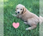 Small Photo #9 Goldendoodle Puppy For Sale in BURLEY, ID, USA