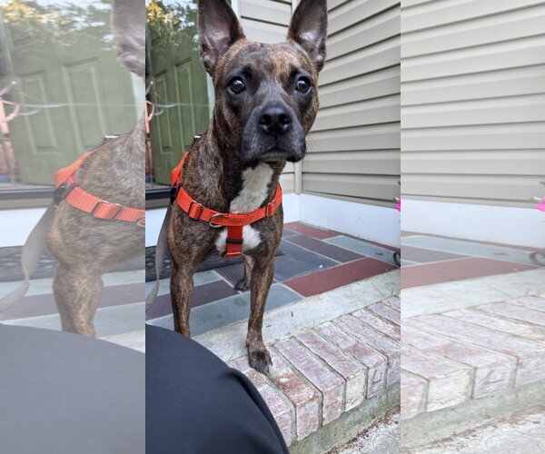 Medium Photo #5 Mutt Puppy For Sale in Oakhurst, NJ, USA