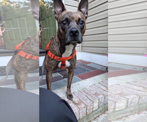 Sissy - The Three Legged Sweetheart - Female Mutt Dog for Adoption - Photo #5