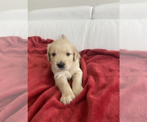 Medium Photo #7 Golden Retriever Puppy For Sale in MIAMI, FL, USA
