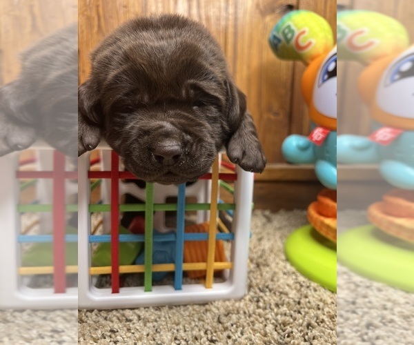 Medium Photo #7 Labrador Retriever Puppy For Sale in NEOLA, WV, USA
