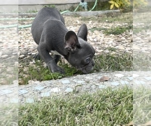 French Bulldog Puppy for sale in ANTIOCH, CA, USA