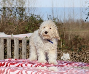 Poodle (Miniature) Puppy for sale in DYERSBURG, TN, USA