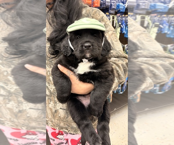 Medium Photo #1 English Cream Golden Retriever Puppy For Sale in PROVIDENCE, RI, USA