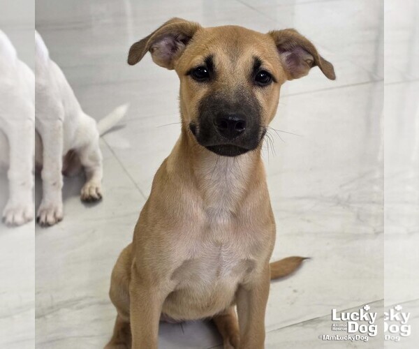 Medium Photo #3 Retriever -Unknown Mix Puppy For Sale in Washington, DC, USA