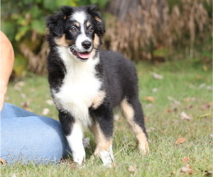 Australian Shepherd Puppy for Sale in WESTFIELD, Massachusetts USA