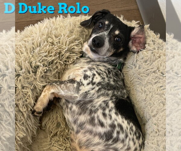 Medium Photo #11 Dachshund Puppy For Sale in San Antonio, TX, USA