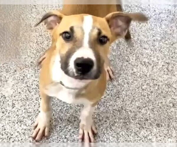 Medium Photo #2 Beagle-Unknown Mix Puppy For Sale in Houston, TX, USA
