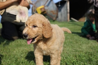 Goldendoodle-Poodle (Standard) Mix Puppy for sale in GLASGOW, KY, USA