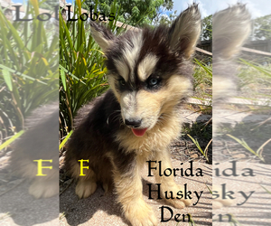 Siberian Husky Puppy for sale in NEW PORT RICHEY, FL, USA