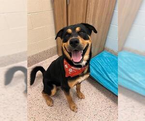 Rottweiler Dogs for adoption in Brighton, CO, USA