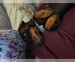 Small #1 Dachshund