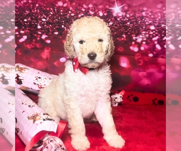 Medium Photo #1 Goldendoodle Puppy For Sale in GONZALES, LA, USA