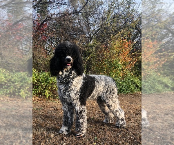 Medium Photo #1 Poodle (Standard) Puppy For Sale in DUNCAN, OK, USA