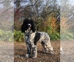 Small Photo #1 Poodle (Standard) Puppy For Sale in DUNCAN, OK, USA