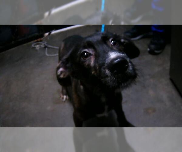 Medium Photo #1 Plott Hound-Unknown Mix Puppy For Sale in Tulsa, OK, USA