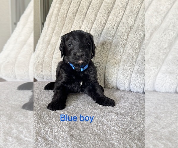 Medium Photo #4 Golden Mountain Doodle  Puppy For Sale in SOMERSET, TX, USA