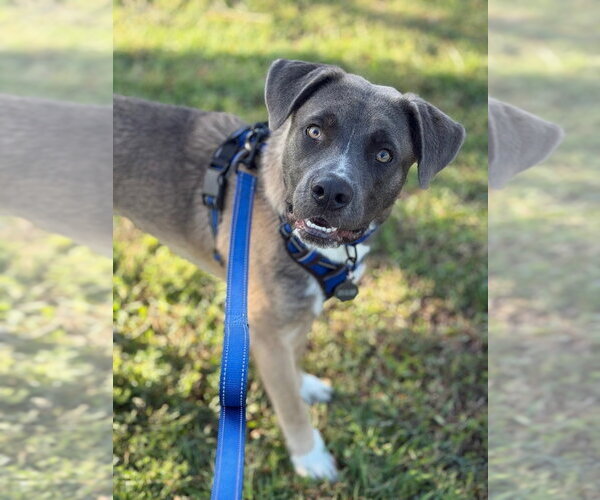 Medium Photo #8 Black Mouth Cur-Labrador Retriever Mix Puppy For Sale in Canton, CT, USA