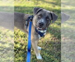 Small #7 Black Mouth Cur-Labrador Retriever Mix