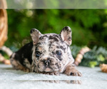 Small #4 French Bulldog