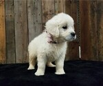 Small Photo #3 English Cream Golden Retriever Puppy For Sale in MILLERSBURG, OH, USA