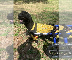 Doll - Female Poodle (Standard)-Unknown Mix Dog for Adoption - Photo #6