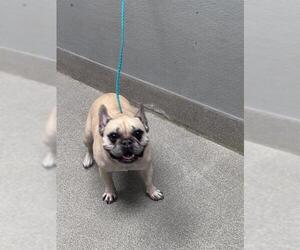 French Bulldog-Unknown Mix Dogs for adoption in Las Vegas, NV, USA