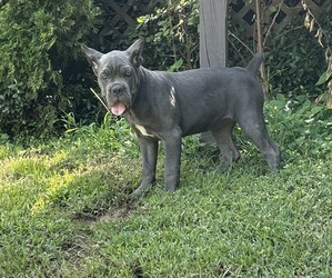 Cane Corso Puppy for sale in MONTGOMERY, AL, USA
