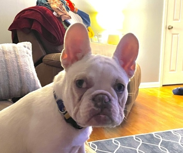 Medium Photo #1 French Bulldog Puppy For Sale in SHERWOOD, AR, USA