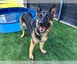 German Shepherd Dog Dogs for adoption in Orange, CA, USA