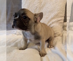 Small #6 French Bulldog