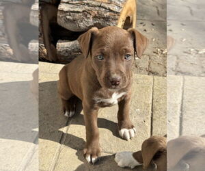 Aussiedoodle Dogs for adoption in Fenton, MO, USA