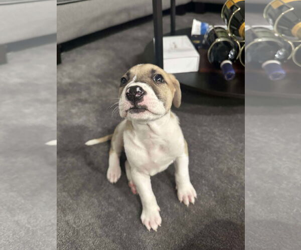 Medium Photo #4 Labrador Retriever Puppy For Sale in The Woodlands, TX, USA